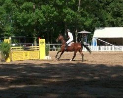 broodmare Miss Hamlet (KWPN (Royal Dutch Sporthorse), 2002, from Hamlet)