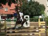 jumper Priamo 3 (German Sport Horse, 2004, from Pirano Presto)