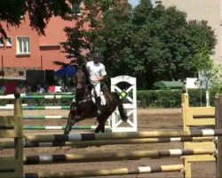 jumper Priamo 3 (German Sport Horse, 2004, from Pirano Presto)