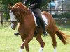 dressage horse Hollister 2 (Hanoverian, 2004, from His Highness)