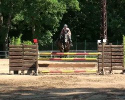 dressage horse Lewinski 2 (German Sport Horse, 2007, from Locksley III)