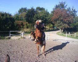 horse Max (German Riding Pony, 1991, from Rekord)