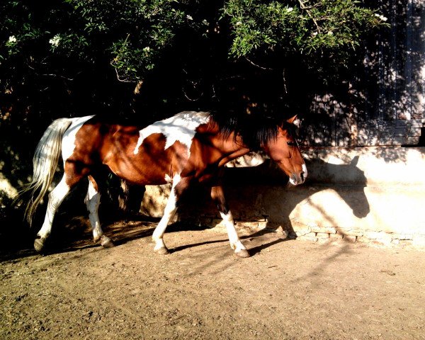 horse Sierra (Pinto / Small Riding Horse,  , from Snake-Oil)