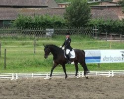 dressage horse Sir Valentin 4 (Hanoverian, 2005, from Shakespeare in Love)