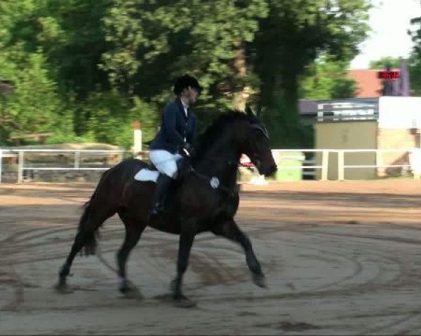 stallion Calmero (Holsteiner, 1993, from Caletto I)