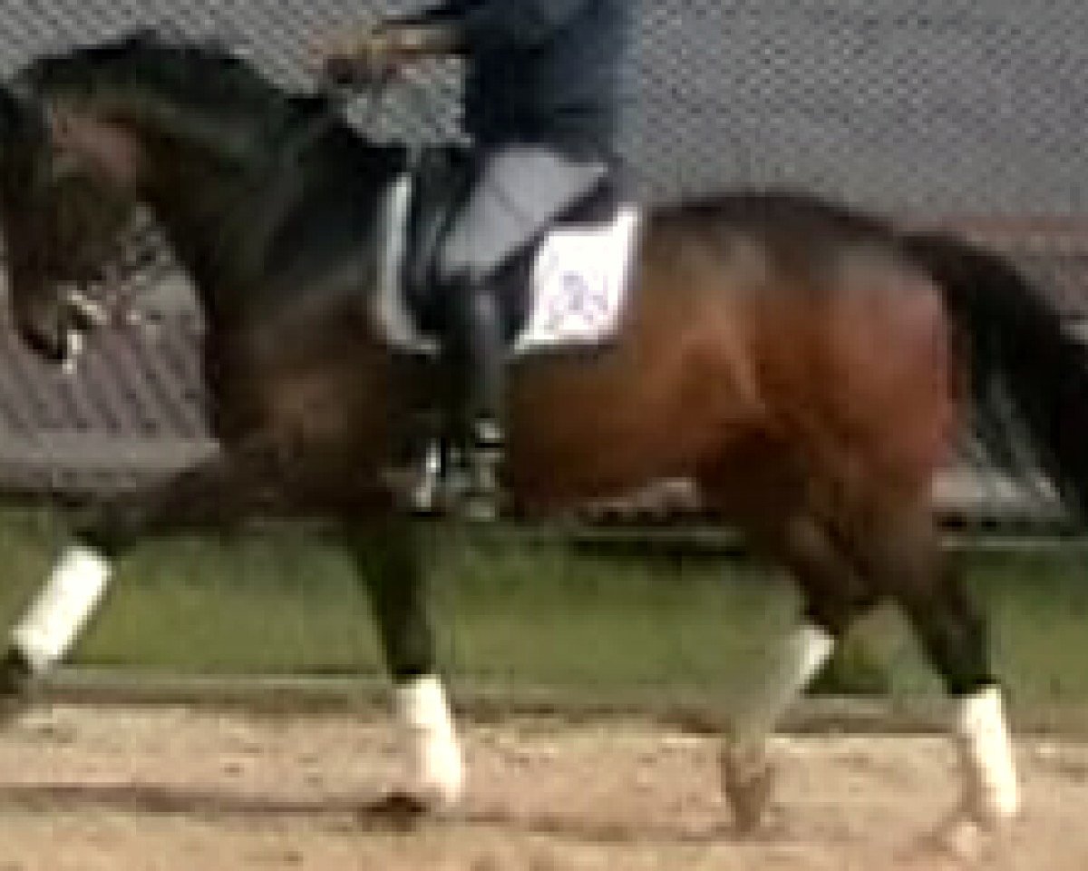 Dressurpferd Quampus Gregor (Oldenburger, 2002, von Quando-Quando)