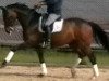 dressage horse Quampus Gregor (Oldenburg, 2002, from Quando-Quando)