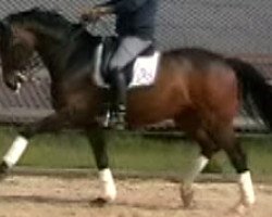 dressage horse Quampus Gregor (Oldenburg, 2002, from Quando-Quando)