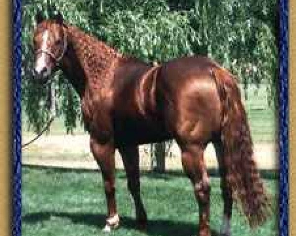 Deckhengst Junior Starlight (Quarter Horse, 1993, von Grays Starlight)