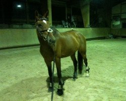 dressage horse Pandora B (Mecklenburg, 2003, from Panduros)