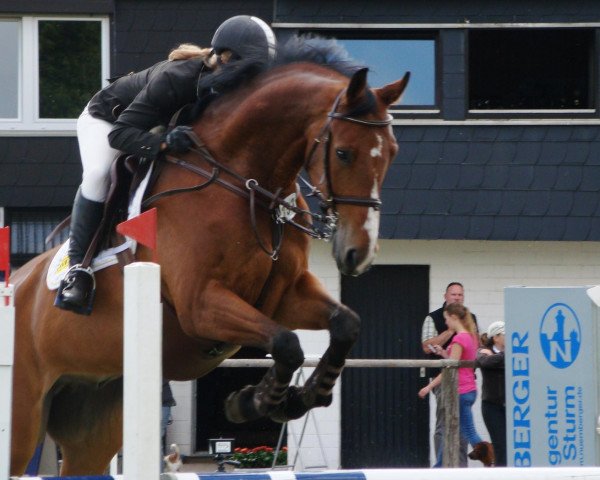 Springpferd Landsturm 16 (Deutsches Sportpferd, 2003, von Landjonker (Fruhling))