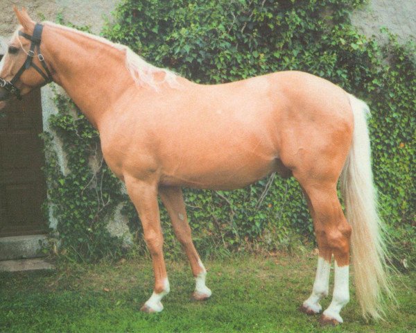 stallion Div Týnský (Kinsky horse, 1984, from Div 56)