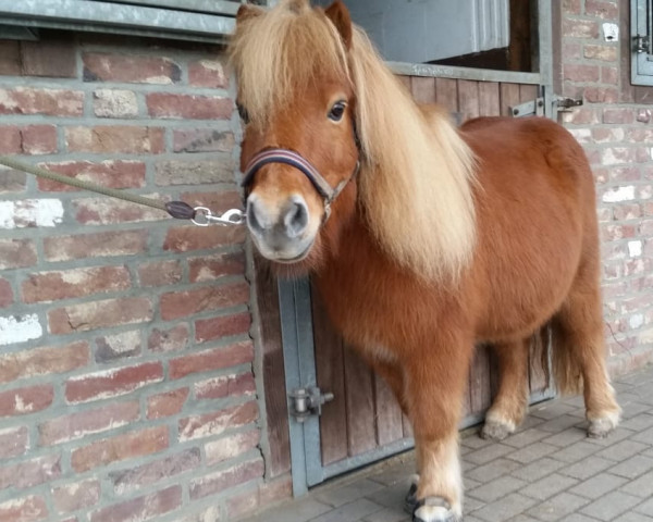 Pferd Marou Gismo (Shetland Pony, 2000, von Gerko of Marou)