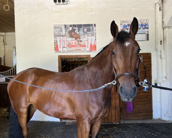 Springpferd Bobby Crown (Oldenburger Springpferd, 2018, von Bentley van de Heffinck)