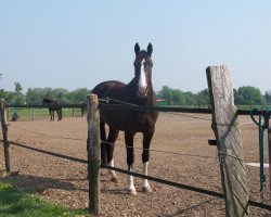 broodmare Clivia 57 (Brandenburg, 2004, from Competent)