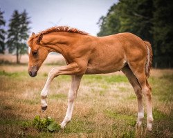 Dressurpferd Vidars Kalinka (Hannoveraner, 2022, von Vidar)