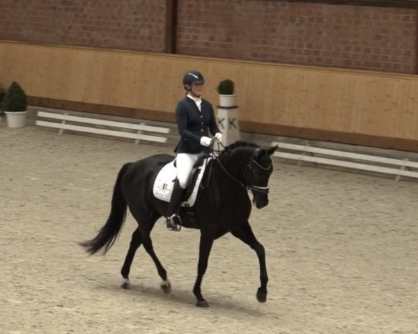 dressage horse Fearless Franzi GS (Hanoverian, 2017, from Fuechtels Floriscount OLD)