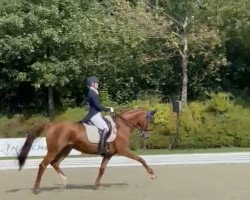 dressage horse Sunnypenny (Hanoverian, 2012, from Swarovski)