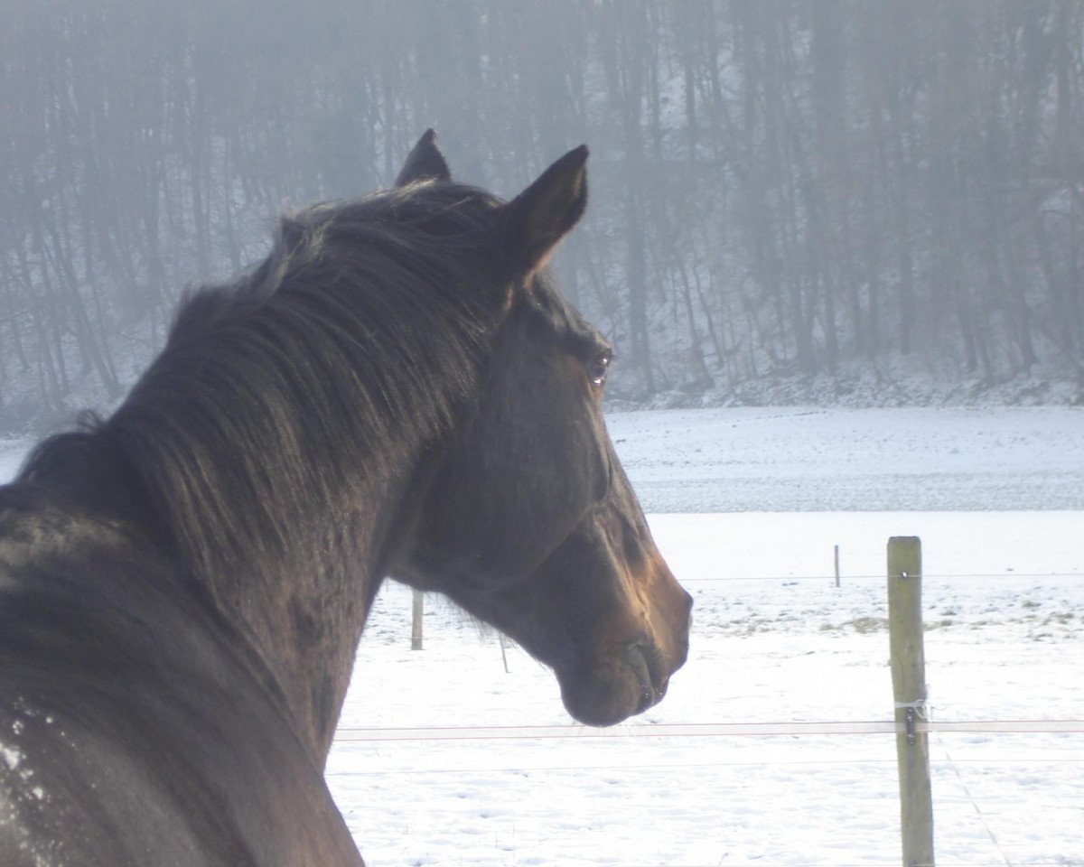 broodmare Gerannja (Oldenburg, 1993, from Classiker)