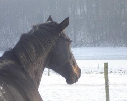 broodmare Gerannja (Oldenburg, 1993, from Classiker)