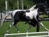 stallion Navoy D (Pinto / Pony, 1999, from Namao)