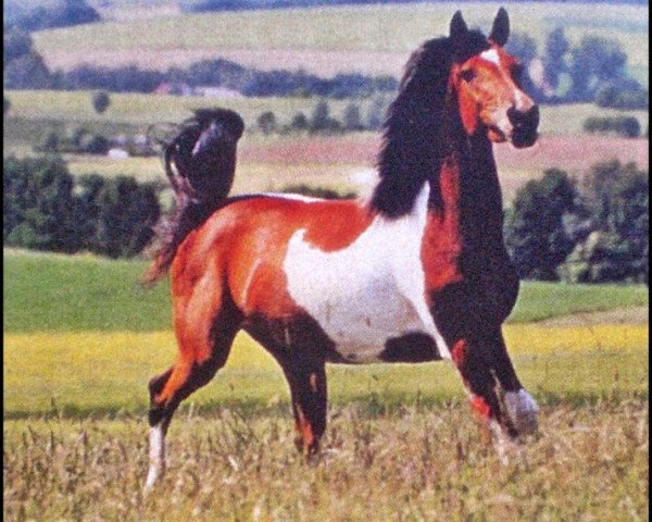 broodmare Namara (German Riding Pony, 2000, from Namao)