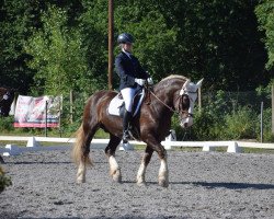 dressage horse Ringo 337 (Black Forest Horse, 2003, from Ravel)