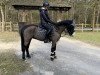 dressage horse Nostradamus (unknown, 2016)