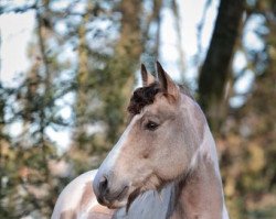 jumper Nala 213 (KWPN (Royal Dutch Sporthorse), 2010)