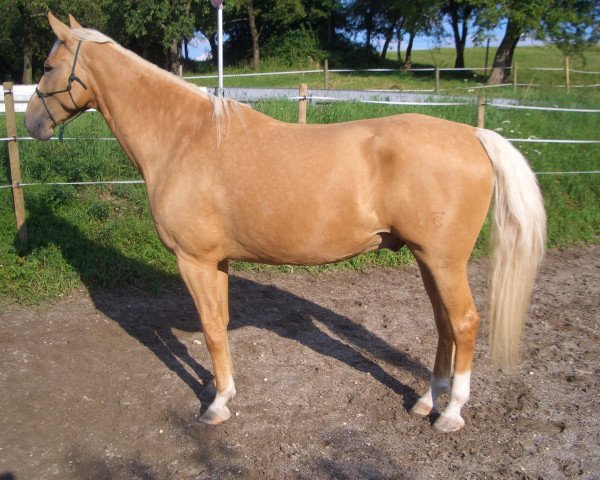 horse Honzik (Kinsky horse, 2004, from Div Týnský)
