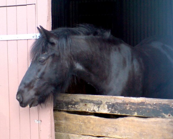 Dressurpferd Gänseblümchen (Tinker-Mix / Pinto Tinker / Crossbreed, 2000)