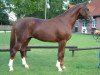 dressage horse Darland (Hanoverian, 2002, from De Niro)