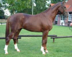 dressage horse Darland (Hanoverian, 2002, from De Niro)