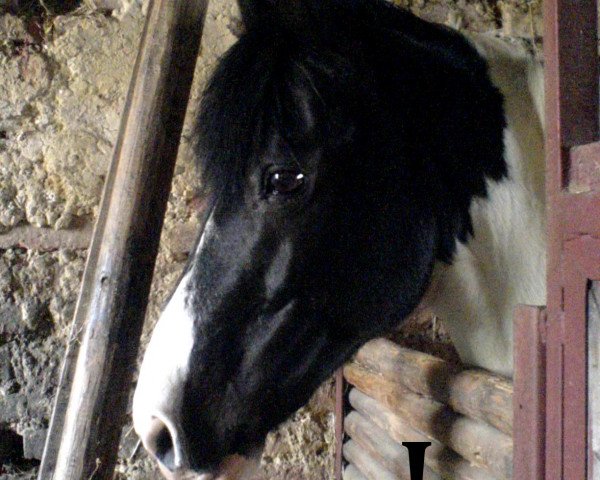 stallion Bronco (Pinto / Small Riding Horse,  )