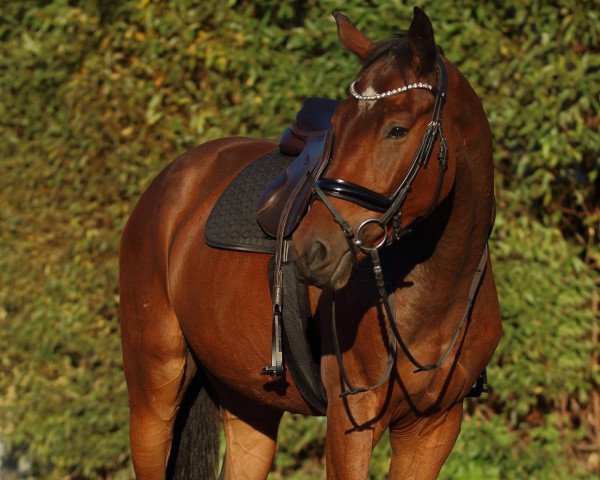 Dressurpferd Samu (Deutsches Sportpferd, 2019, von Simonetti)