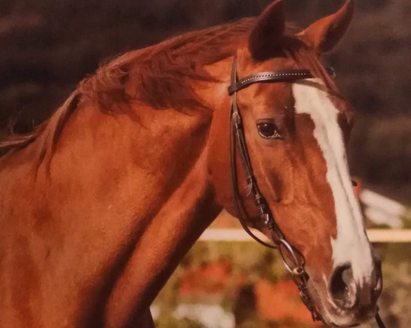 broodmare Farfalla (Oldenburg, 1995, from Continue)