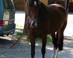 broodmare Midnight Lady (Westphalian, 2002, from Multistar)