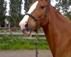 horse Sorena (Trakehner, 2000, from Elitär)