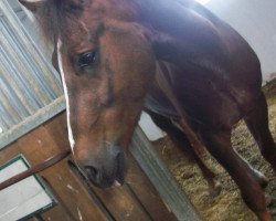 horse Marienhof's Velvet (German Riding Pony, 2005, from Viscount)