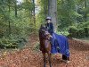 dressage horse Cara Donna 11 (German Riding Pony, 2009, from Champion)