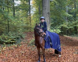 dressage horse Cara Donna 11 (German Riding Pony, 2009, from Champion)