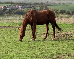 broodmare Lisboeta xx (Thoroughbred,  , from Numerous xx)