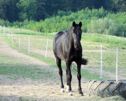 dressage horse Mr. Moonlight (Trakehner, 2006, from Insterburg TSF)