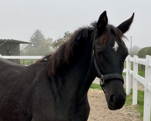 dressage horse Belina JS (Oldenburg, 2022, from Bon Joker)