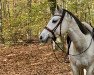 horse Wajkita MB (German Sport Horse, 2011, from Wajkito)