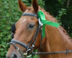 dressage horse Darius 342 (German Warmblood, 1995, from Don Primero)