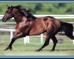 Deckhengst Lena Gallo (Quarter Horse, 2000, von Gallo Del Cielo)