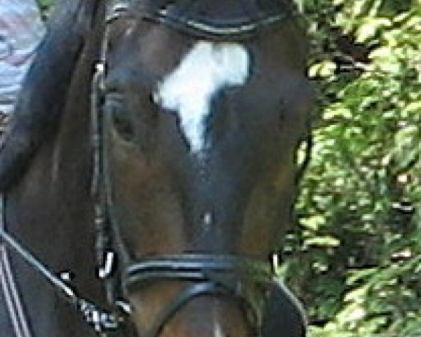 horse Artano 3 (Oldenburg, 2004, from Abanos)