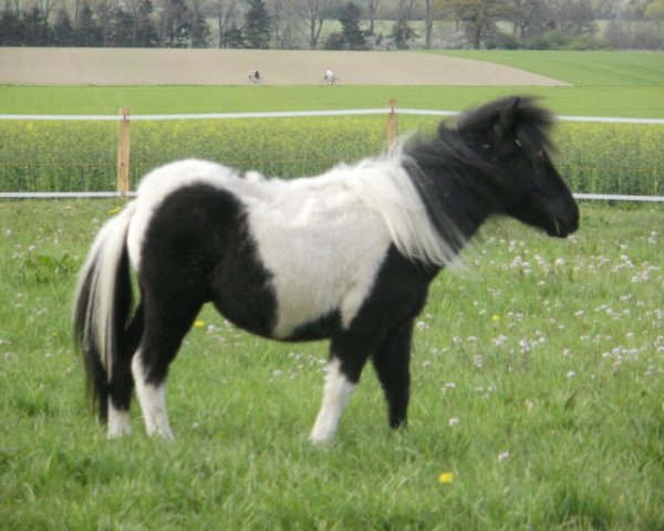 Pferd Sylar (Shetland Pony (unter 87 cm), 2009, von Rudi von Korem)