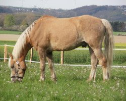 Pferd Nando (Arabo-Haflinger, 1995)